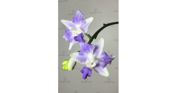 Орхидея Phal. Tzu Chiang Sapphire бабочка - купить, доставка Украина
